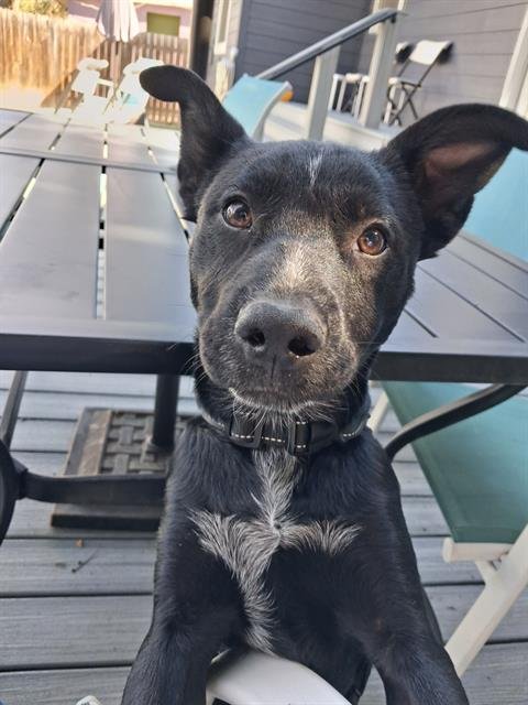 SPARKY - American Staffordshire Terrier available for adoption