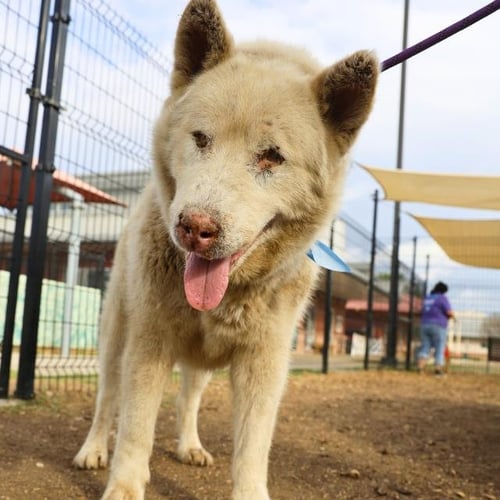 BUMPER - Alaskan Malamute available for adoption