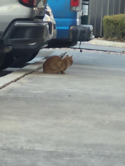 BIG RED - Domestic Short Hair available for adoption