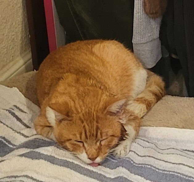 LUKE - Domestic Short Hair available for adoption