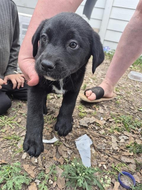 SKY - Labrador Retriever available for adoption