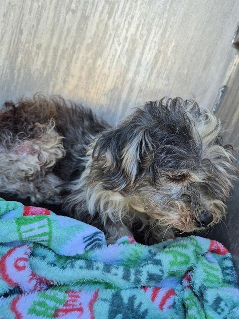 RICH - Terrier available for adoption