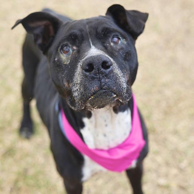 AVA - American Staffordshire Terrier available for adoption