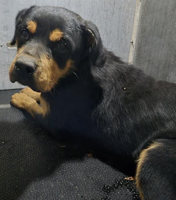 TRIP - Rottweiler available for adoption