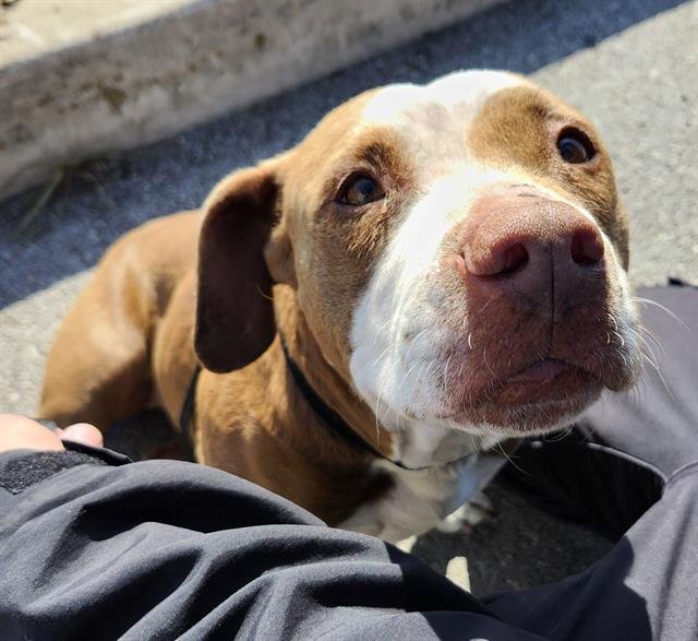 APRIL - American Staffordshire Terrier available for adoption