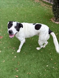 SPOT - Photo 1