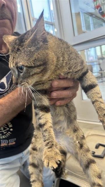 SURGE - Domestic Short Hair available for adoption