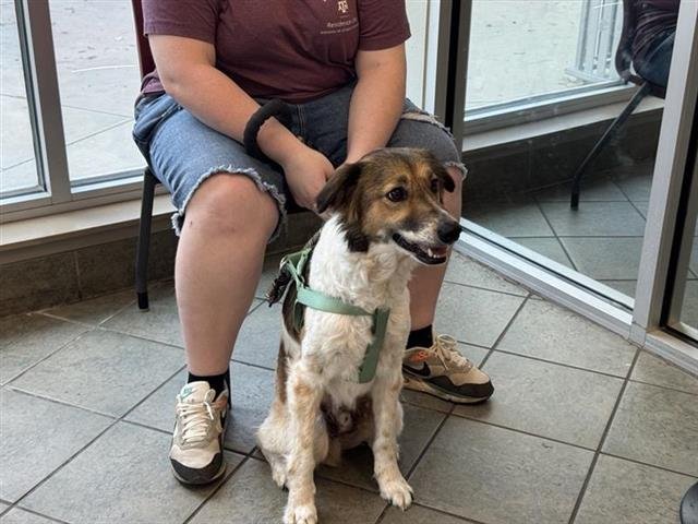 OTTO - Border Collie available for adoption
