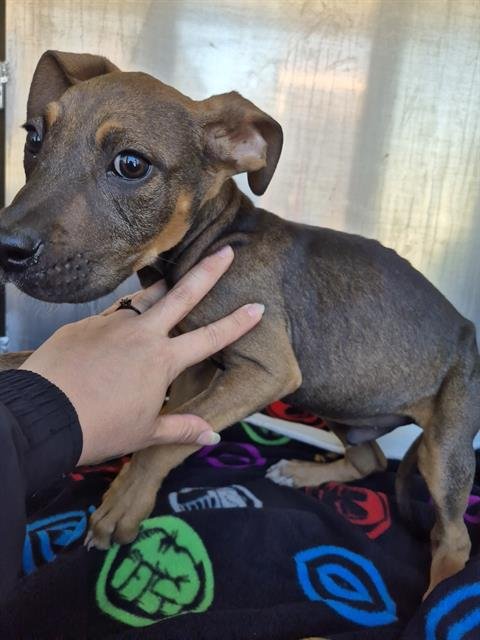 PUP 3 - Boxer available for adoption