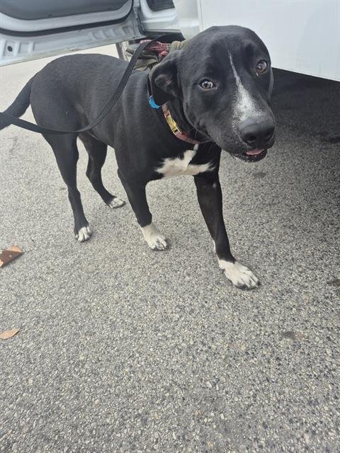 RASCAL - Labrador Retriever available for adoption