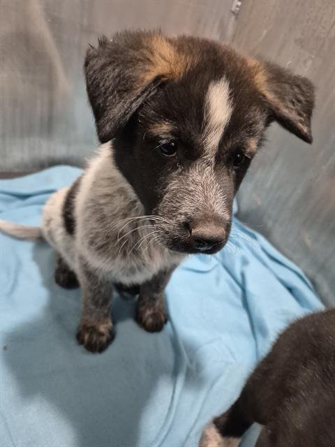 PUP 1 - Australian Cattle Dog/Blue Heeler available for adoption