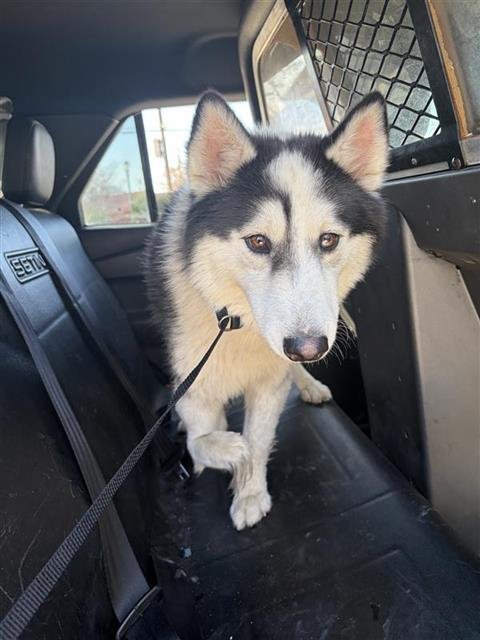 AURELIO - Alaskan Malamute available for adoption