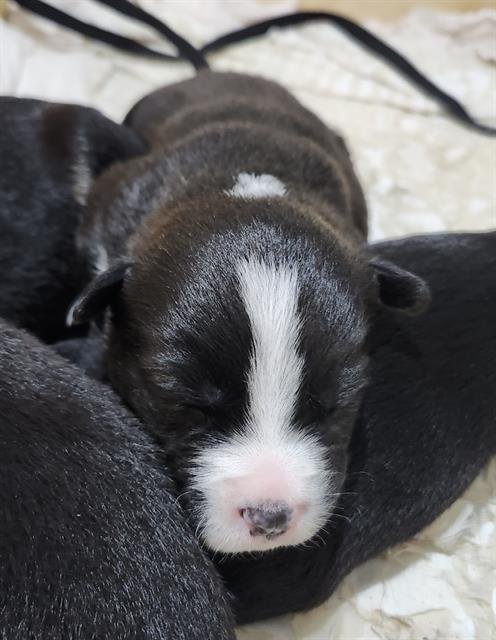 SNOW - Chihuahua available for adoption