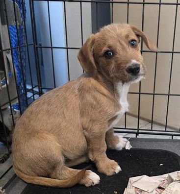 TIMOTHY - Terrier available for adoption