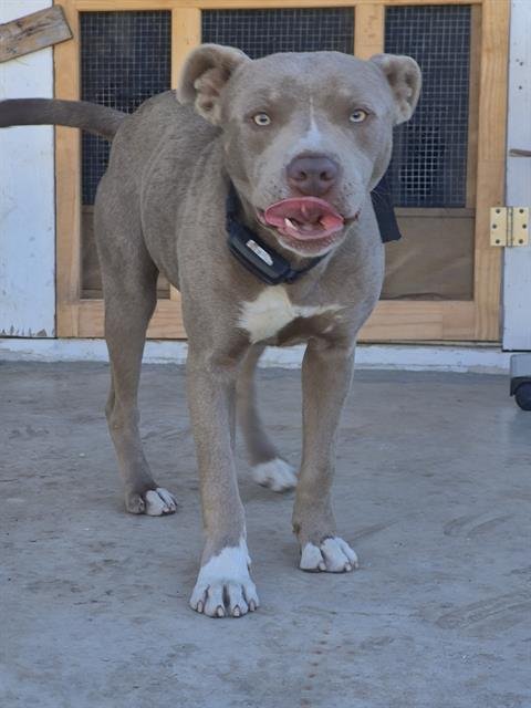 RICKIE - American Staffordshire Terrier available for adoption