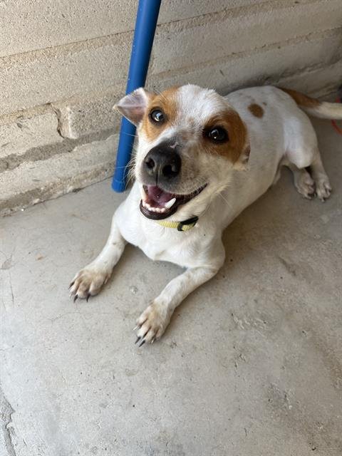 SHORTY DOO - Terrier available for adoption