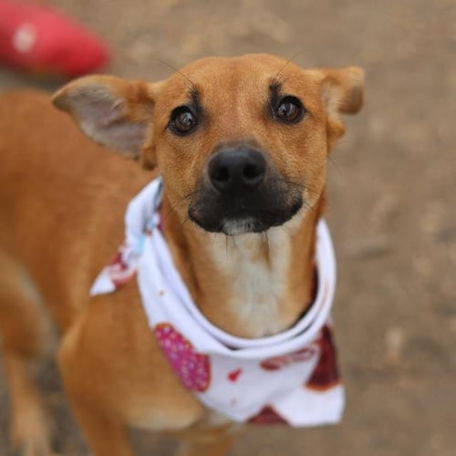 ANASTASIA - Chihuahua available for adoption