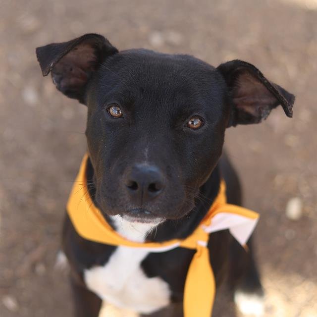 MOO - American Staffordshire Terrier available for adoption