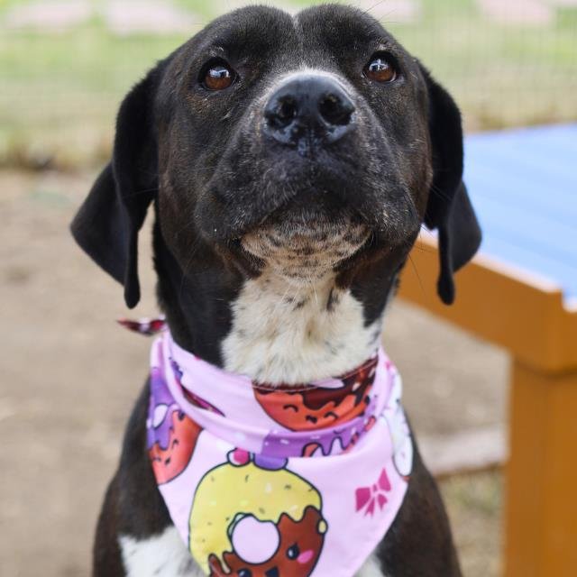 PAISLEY - Mastiff / Great Dane available for adoption