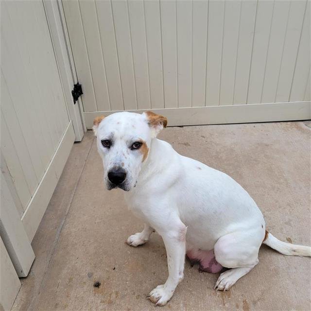 SOFIA - Labrador Retriever available for adoption