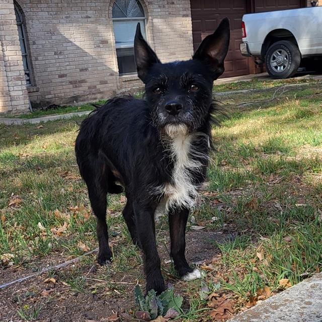 BENTLEY - Terrier available for adoption