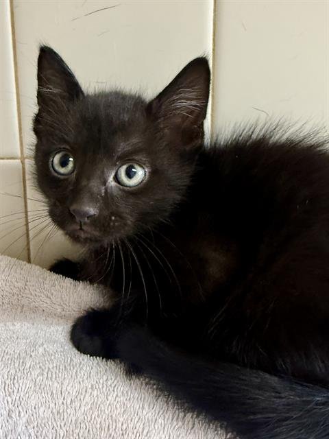 FUNSHINE BEAR - Domestic Short Hair available for adoption