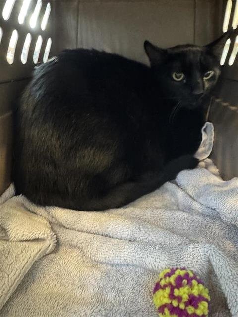 BLACKIE - Domestic Short Hair available for adoption