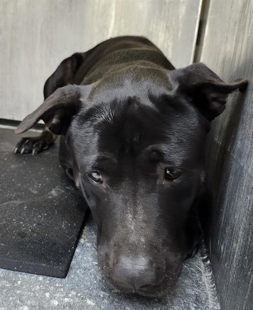 SHERRY - American Staffordshire Terrier available for adoption