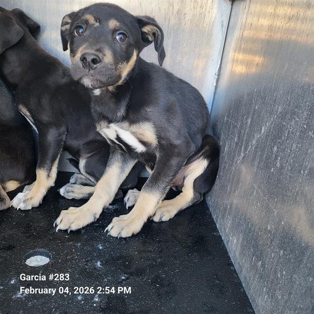 SCOOTER - Labrador Retriever available for adoption