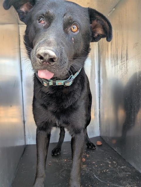 ADMIRAL - Labrador Retriever available for adoption