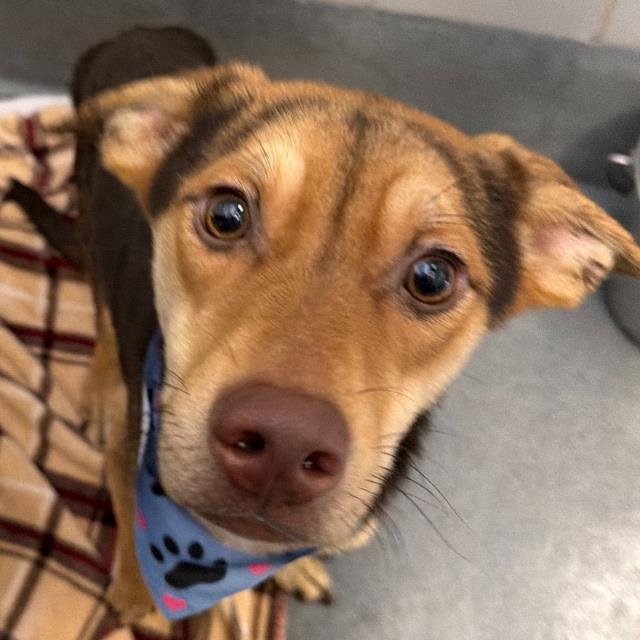 JOEL - German Shepherd Dog available for adoption