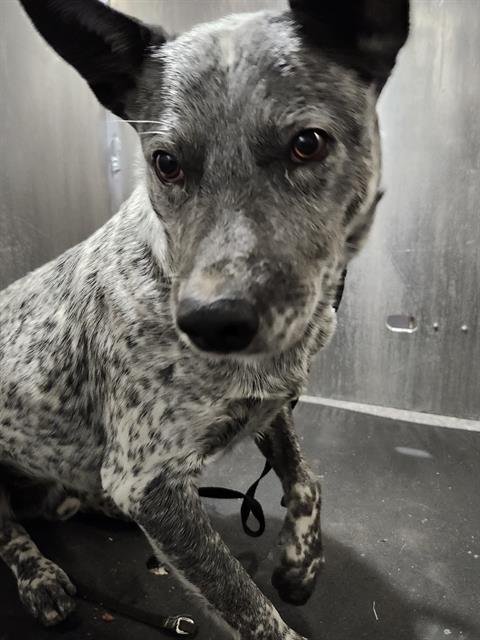 A796521 - Australian Cattle Dog/Blue Heeler available for adoption