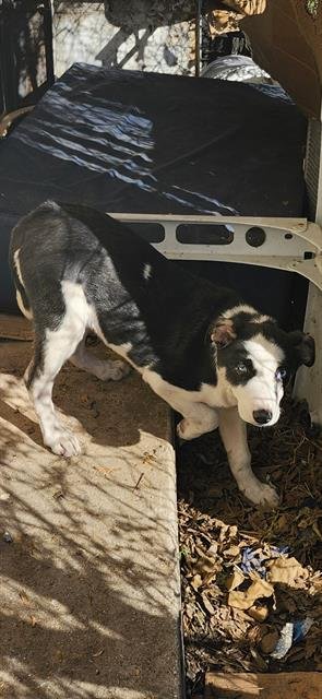 ARROW - Husky available for adoption