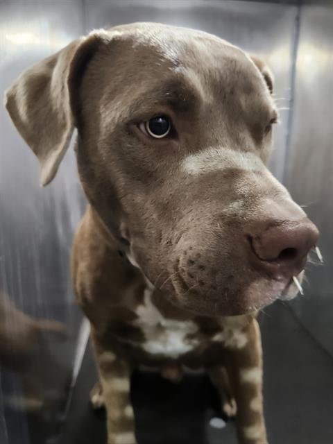 BUBBUS - American Staffordshire Terrier available for adoption