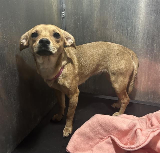 RIZZO - Chihuahua available for adoption