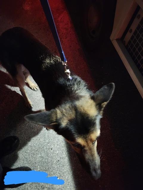 ATLAS - German Shepherd Dog available for adoption