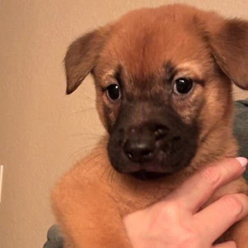 WINSTON - Chow Chow available for adoption