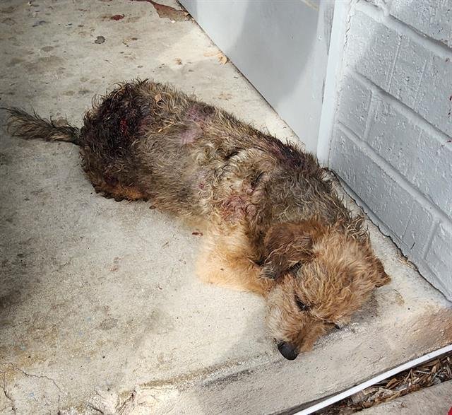 BENJI - Terrier available for adoption