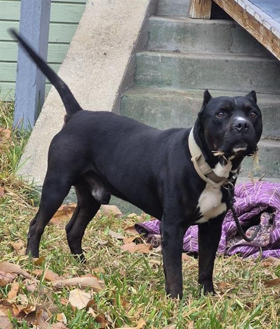 ROMEO - American Staffordshire Terrier available for adoption