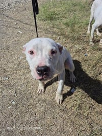 SNOW WHITE - Photo 1