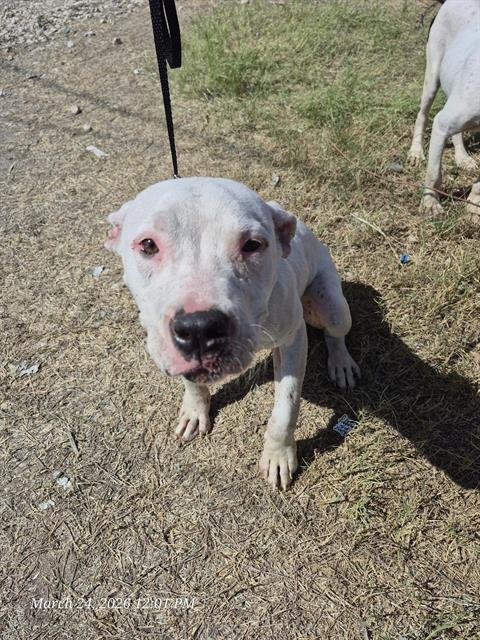 SNOW WHITE - American Staffordshire Terrier available for adoption