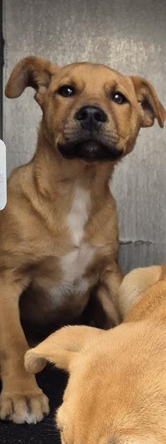 TOAST - American Staffordshire Terrier available for adoption