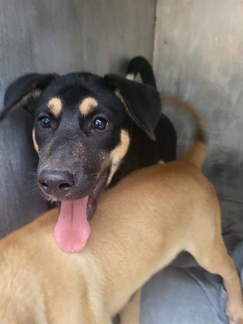 BELLA - German Shepherd Dog available for adoption