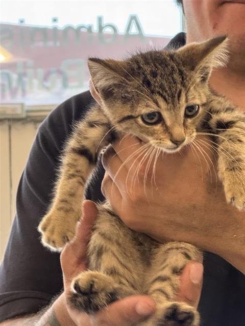 STORMY - Domestic Short Hair available for adoption