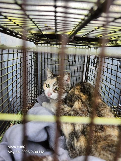 SWEETY - Domestic Short Hair available for adoption