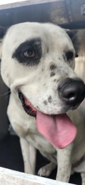 CAIN - American Staffordshire Terrier available for adoption