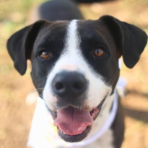 REX - American Staffordshire Terrier available for adoption