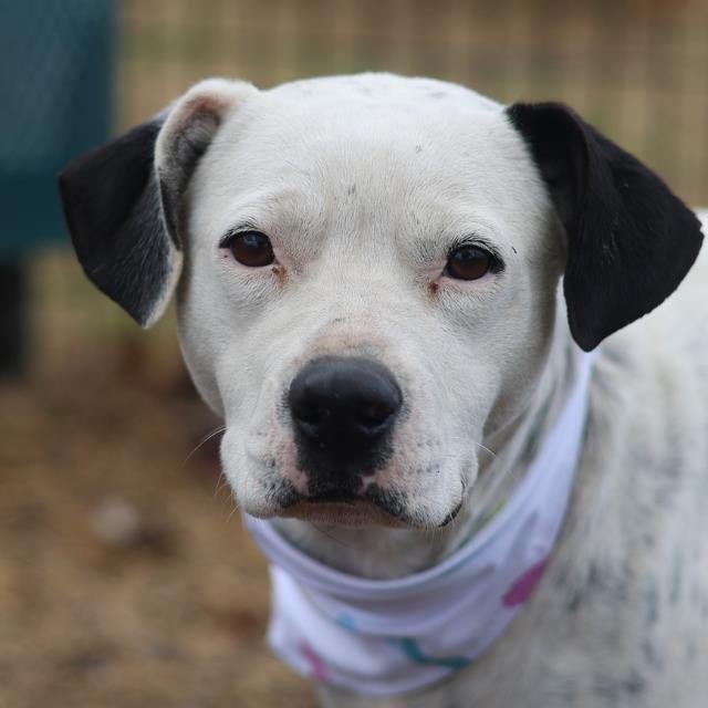 TUXIE - American Staffordshire Terrier available for adoption