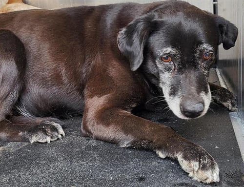 MAGGIE - Labrador Retriever available for adoption