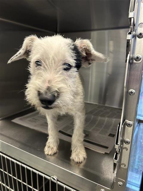 SPOT - Miniature Schnauzer available for adoption